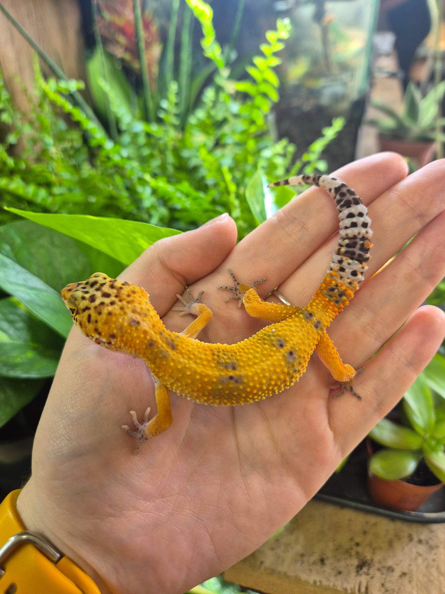 CB26 Leopard Gecko (Normal Morph)