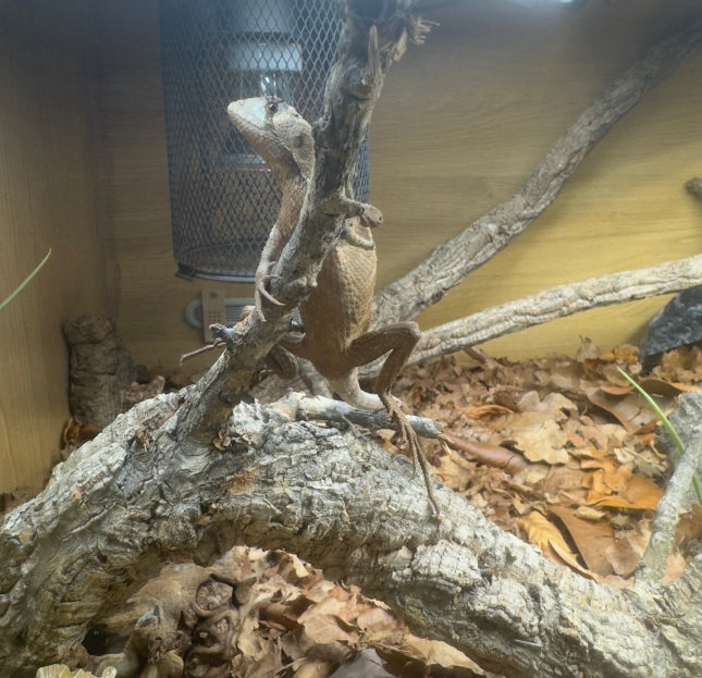 LTC Peruvian Dead Leaf Lizard