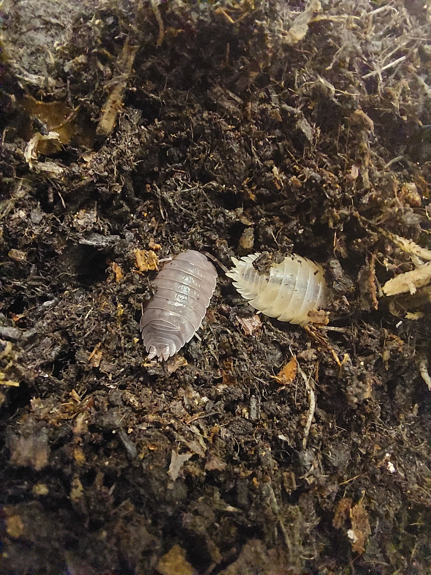 Porcellio Leavis Mix x10