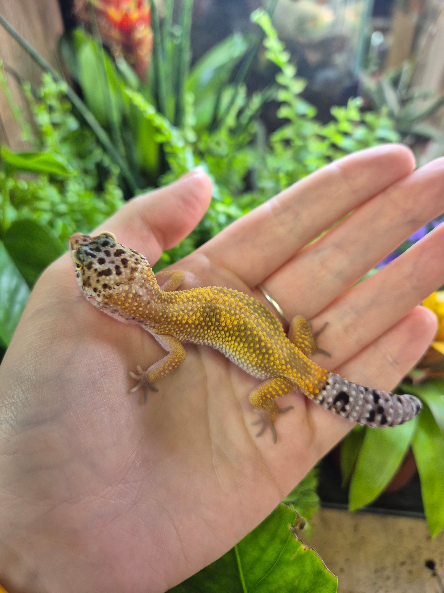 Jungle Designer Leopard Gecko