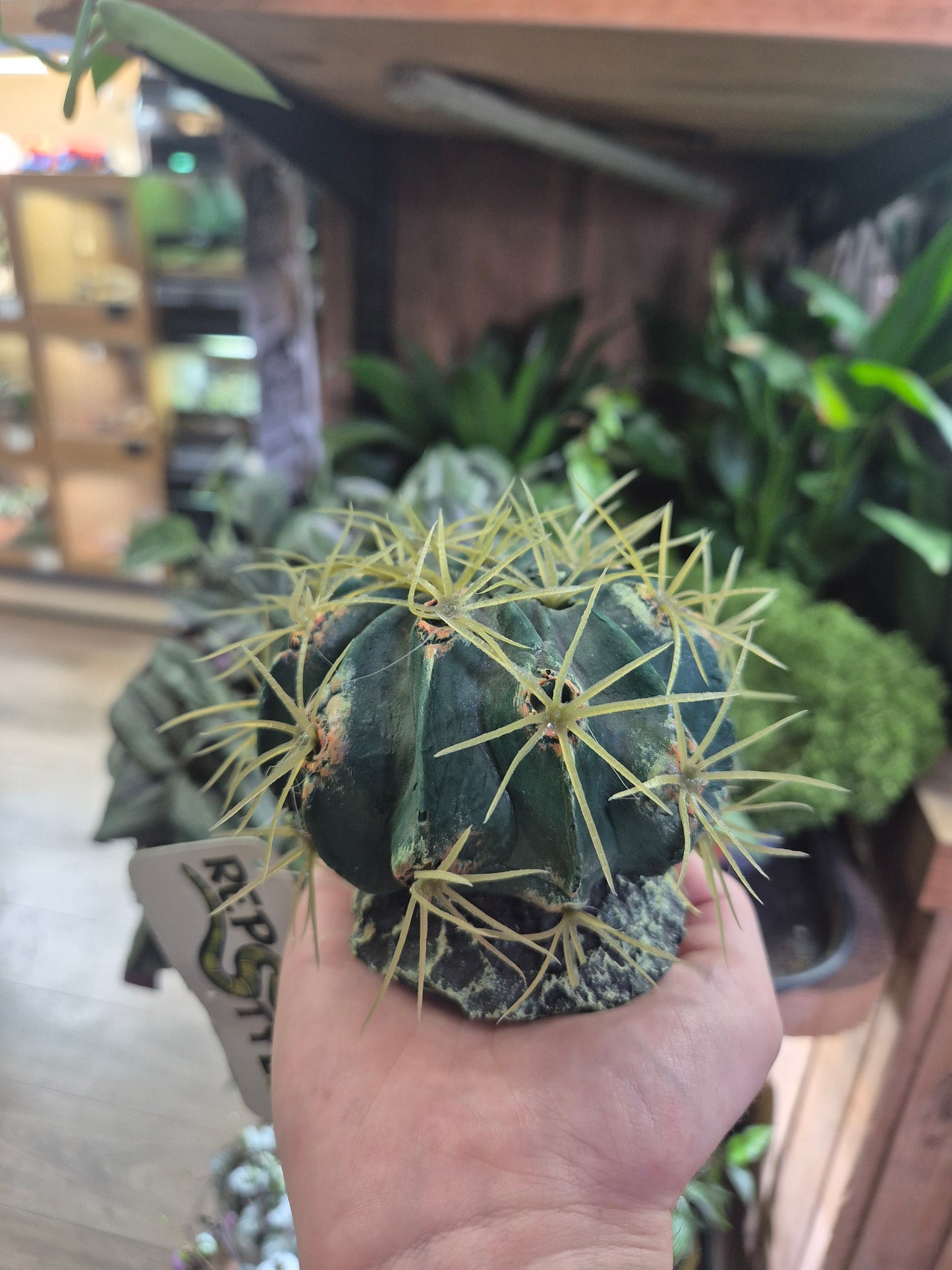 Rep-Style Cactus with Rock Base 9.5x9.5x7cm