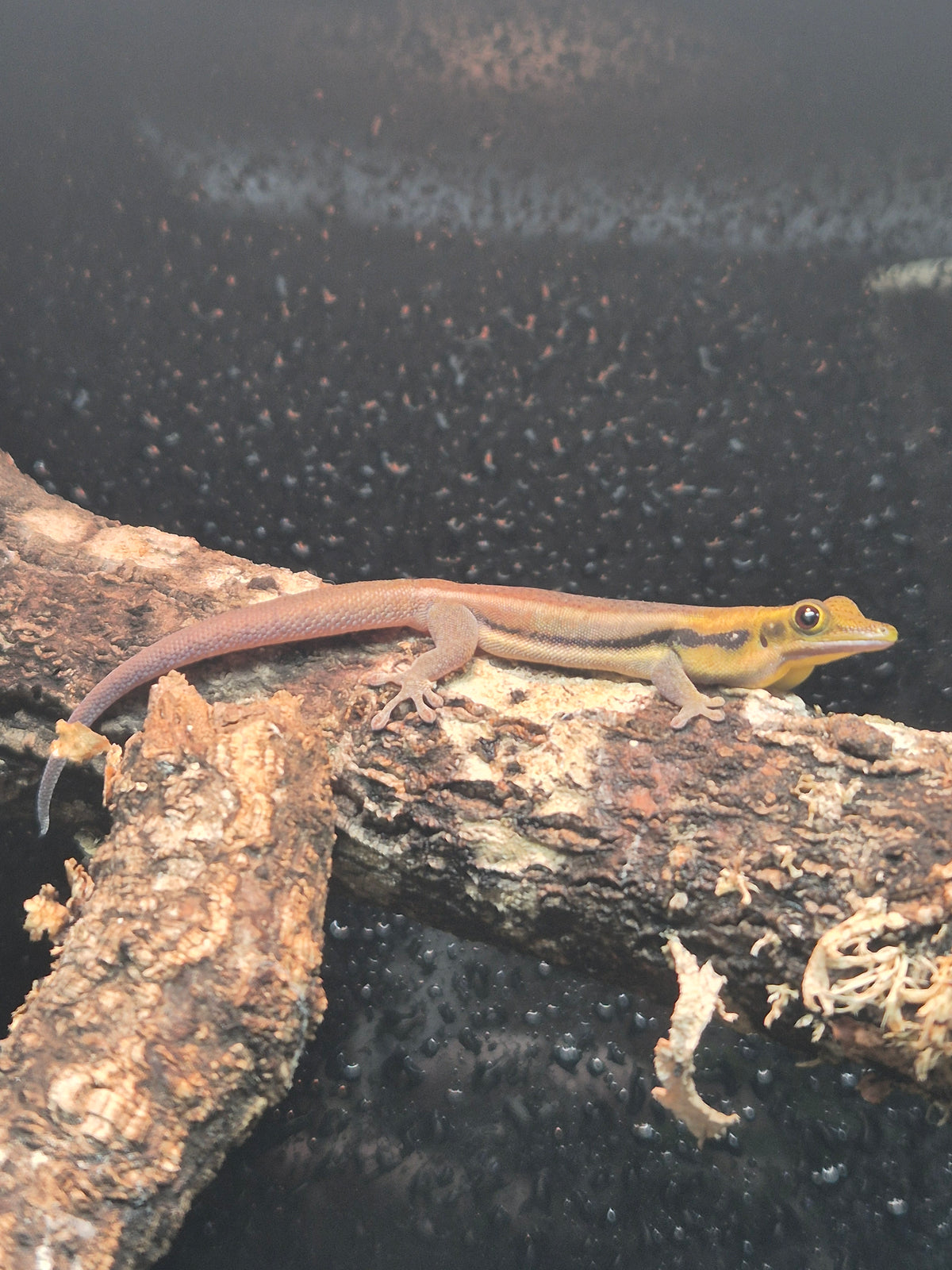 CB24 Neon Day Geckos (Breeding Pair) - Phelsuma klemmeri