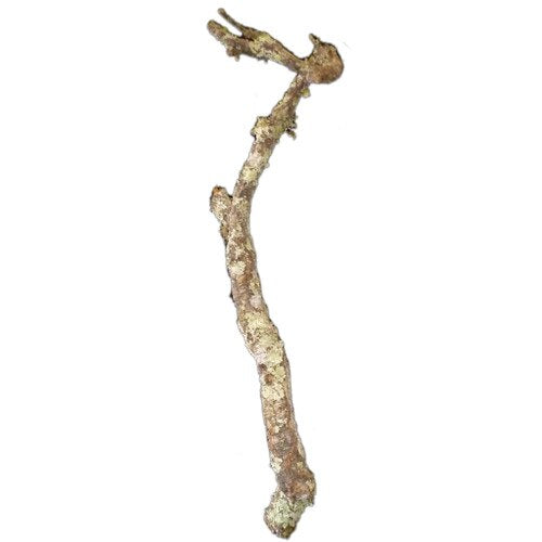 Cork branch
