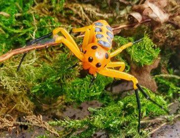 Golden 8 Spot Crab Spider
