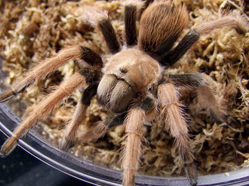 Aphonopelma chalcodes Desert Blondes (SA/A)