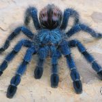 Caribena versicolor Martinique Pink Toe (1cm)