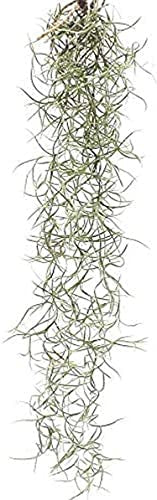 Spanish Moss
