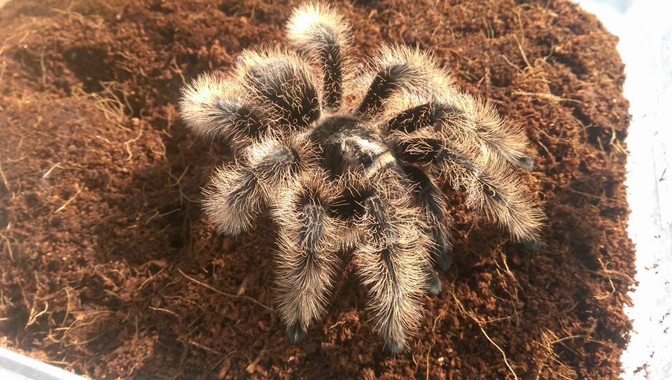 Curly Hair Tarantula Sling- Tlitocatl albopilosus 1cm