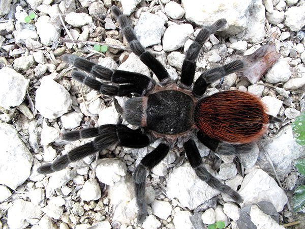 Mexican Red Rump- Tlitocatl vagans