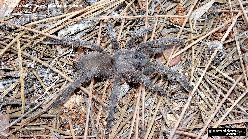 Middle East Black Tarantula