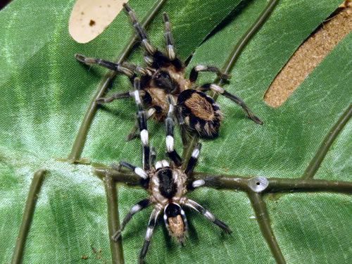 CB Cyriocosmus ritae - Pygmy Black and White Tarantula (1cm)