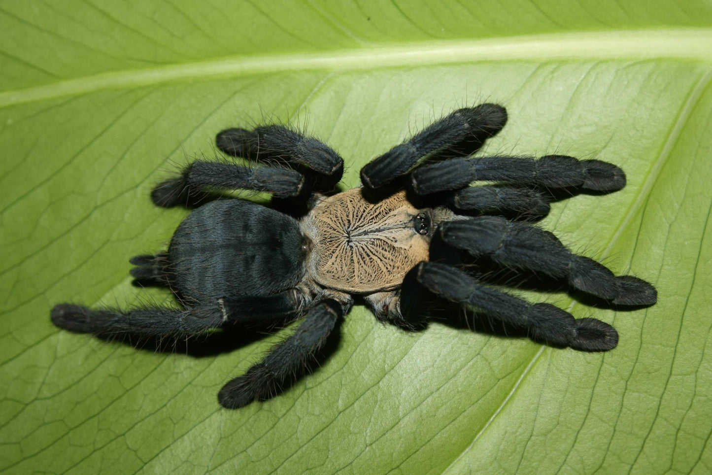 Purple Earth Tiger 1cm (Phormingochilus hatihati)