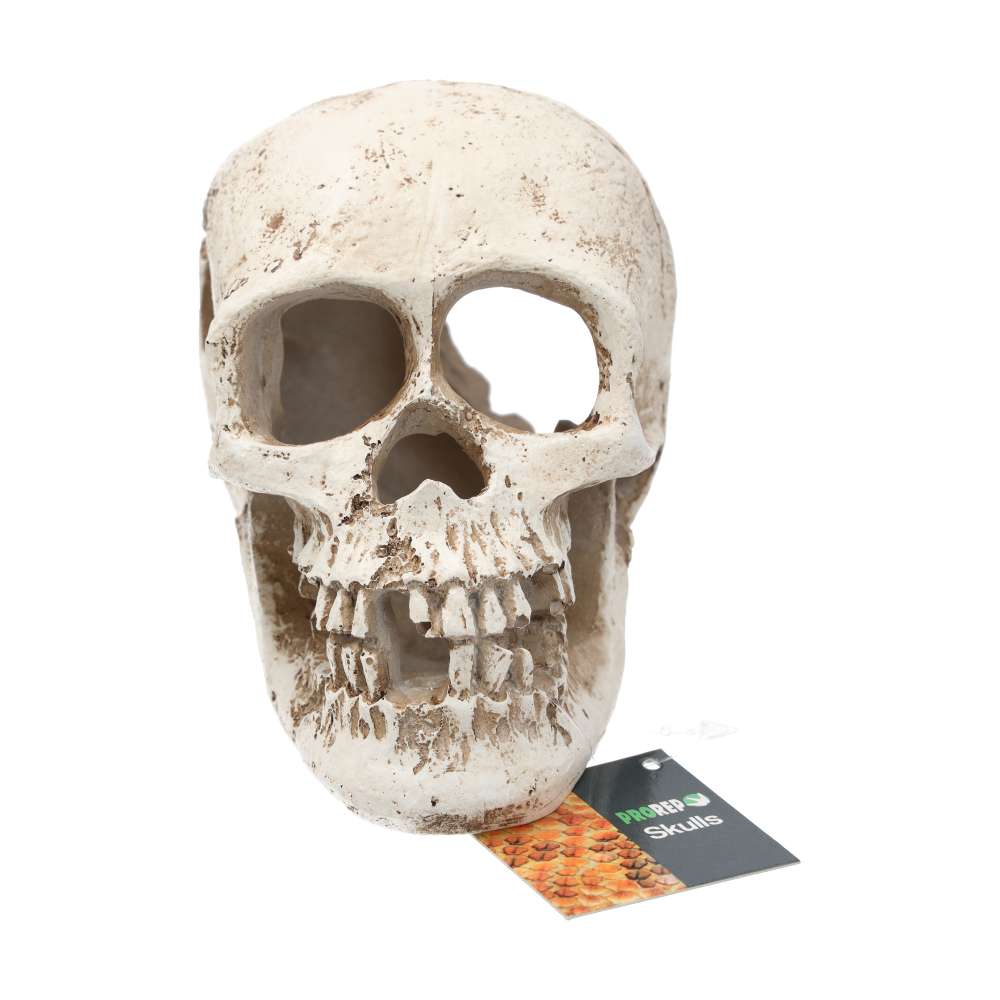 ProRep Human Skull