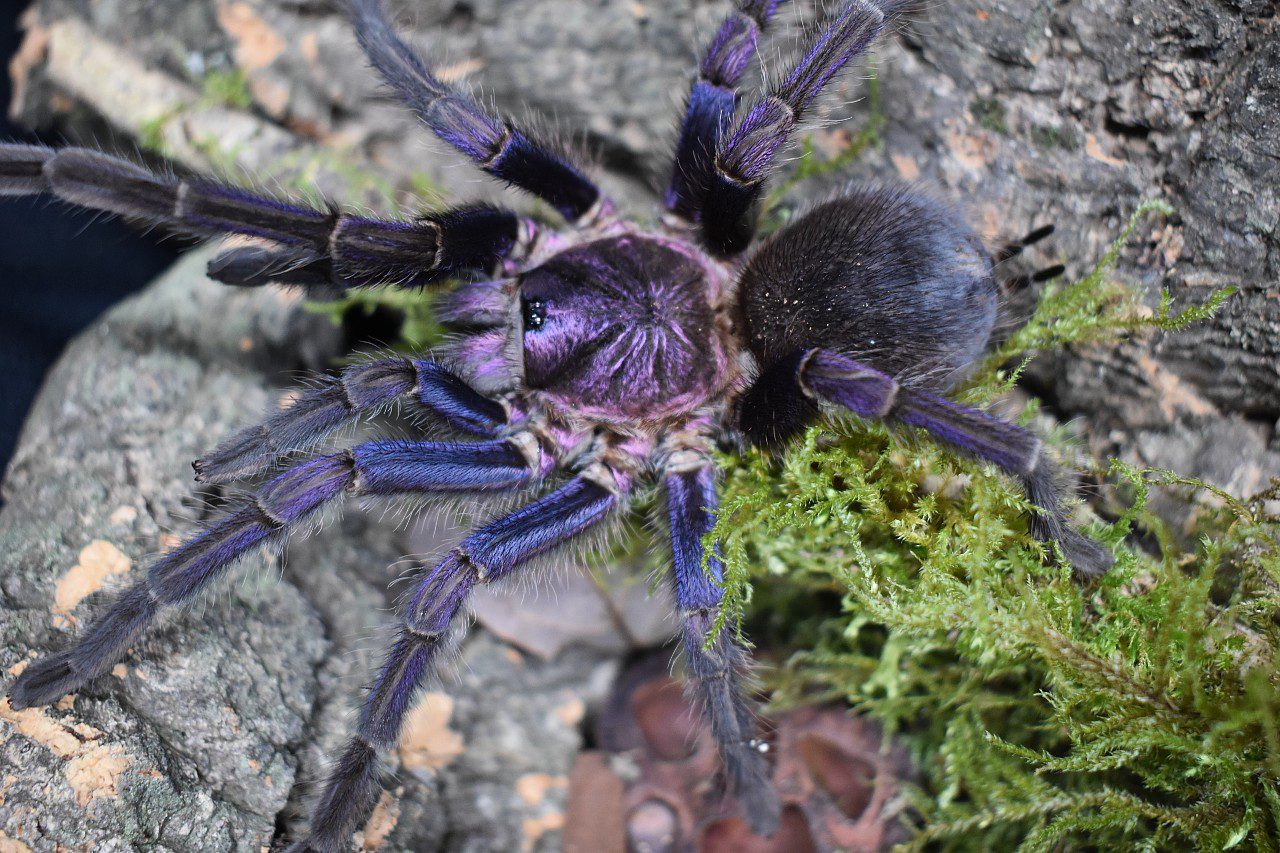 Phormictopus sp. “Dom Purple” Dom Rep Purple (1-2cm)