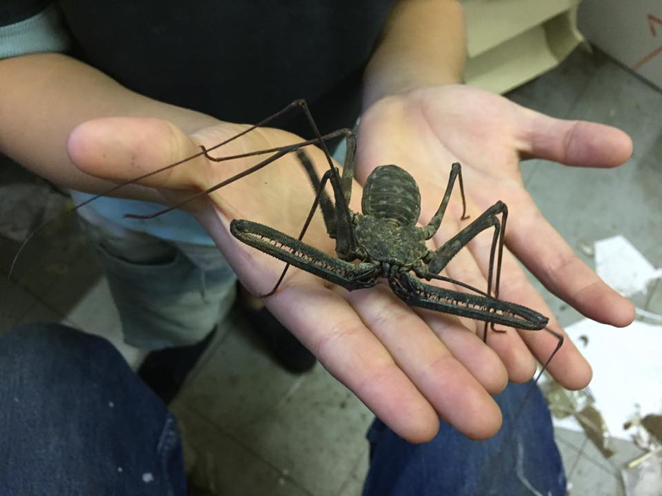 Western Tailless Whip Scorpion- Damon medius
