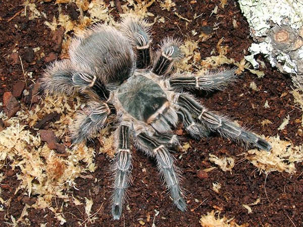 Eupalaestrus campestratus Pink Zebra (1cm)