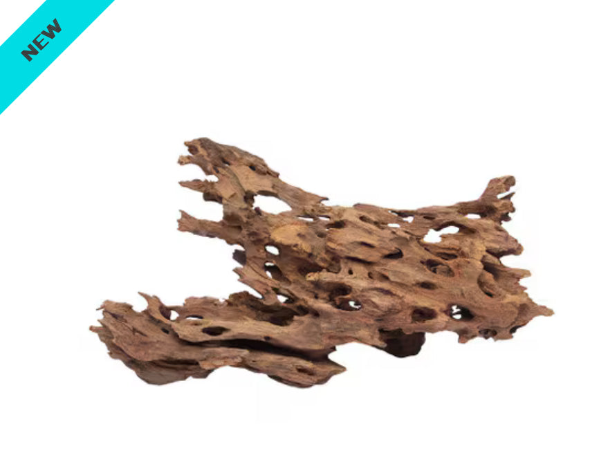 Dragon Wood Medium