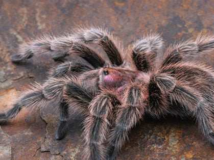 Grammostola rosea Chile Rose ( Ex. Grammostola porteri) 1cm