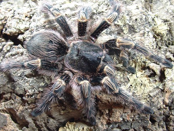 Grammostola pulchripes Chaco Golden Knee (1cm)