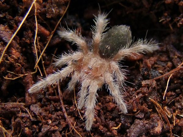 Brazilian Black 1-2cm (Grammostola pulchra)