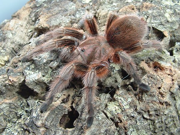 Grammostola rosea Chile Rose (1cm)