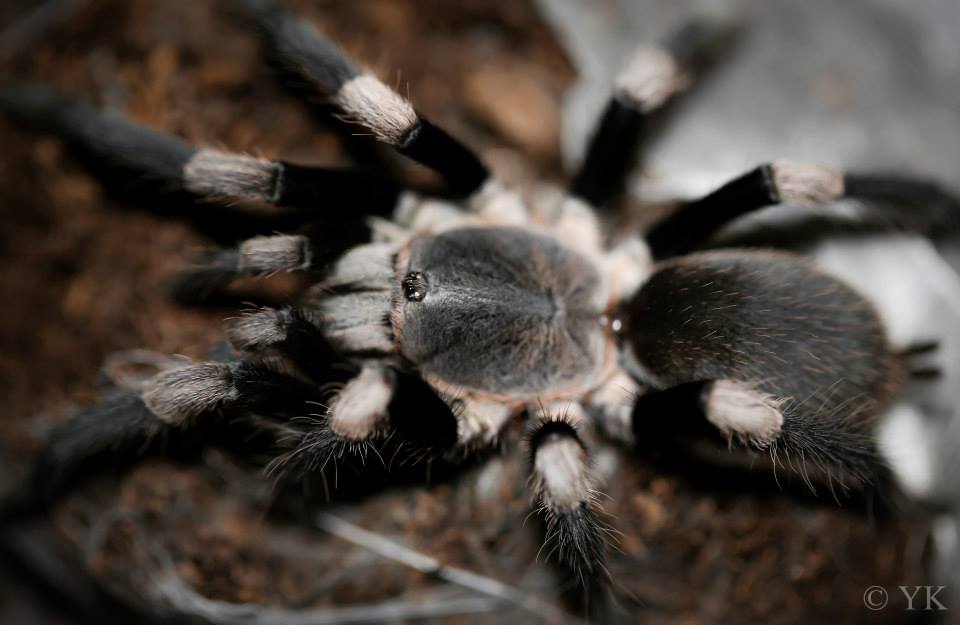 Himalayan Earth Tiger- Haplocosmia himalayana