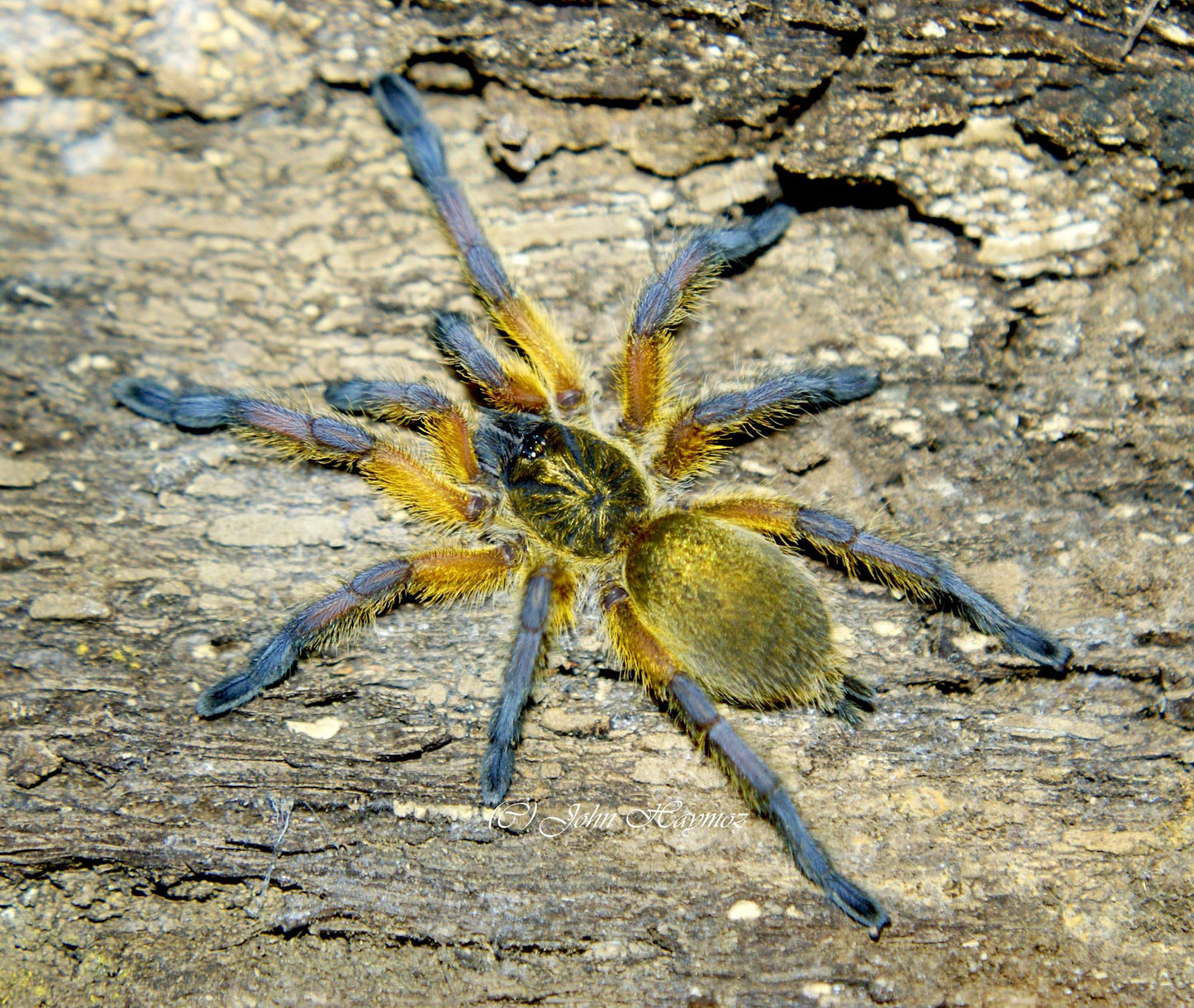 Golden Blue Leg Tarantula- Harpactira pulchripes