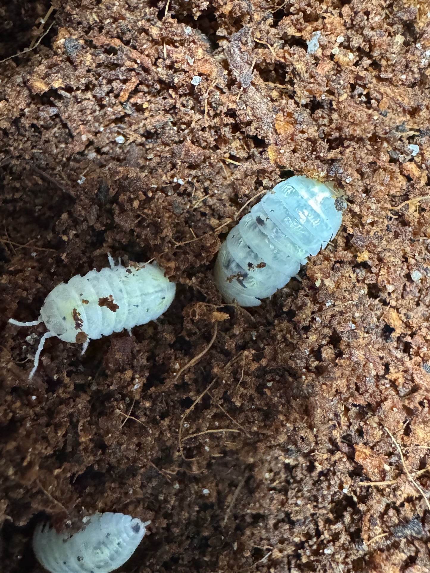 Magic potion Isopods x10