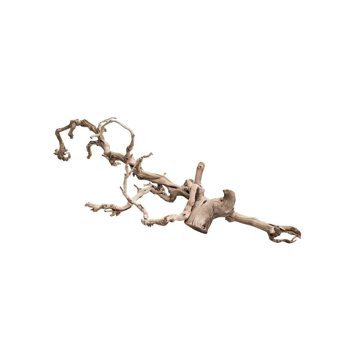 Grape vine L