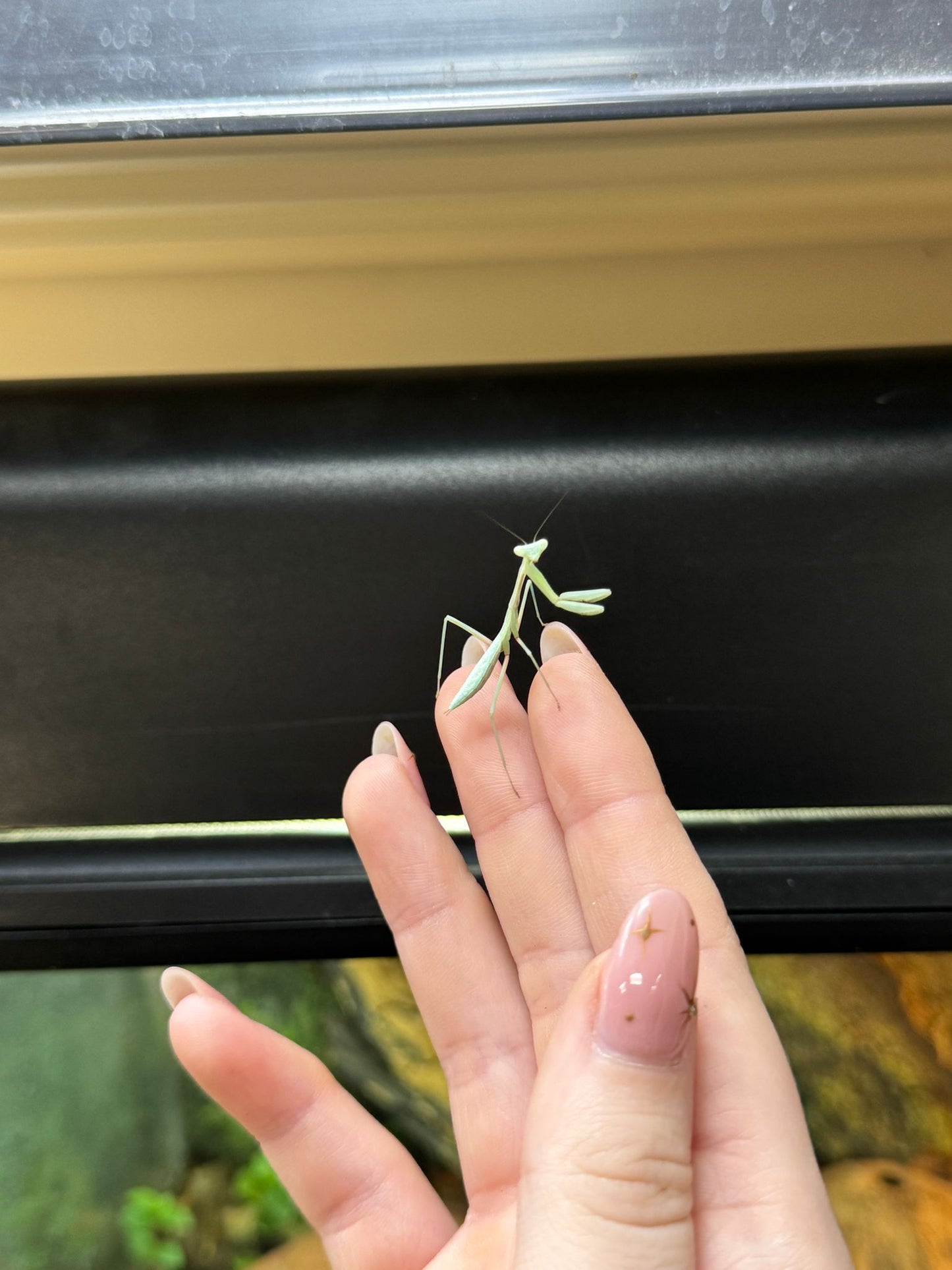 Giant Asian Mantis- Heirodula membranacea