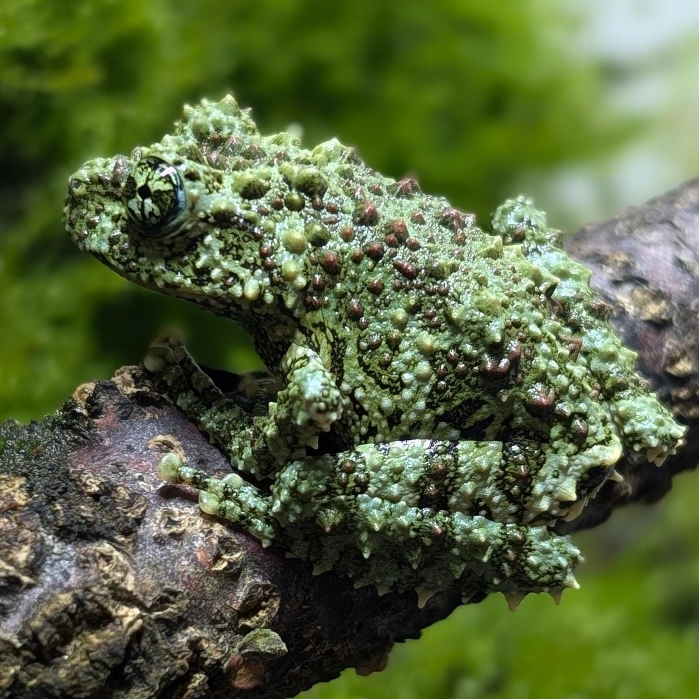Vietnamese Mossy Frogs- Theloderma corticale