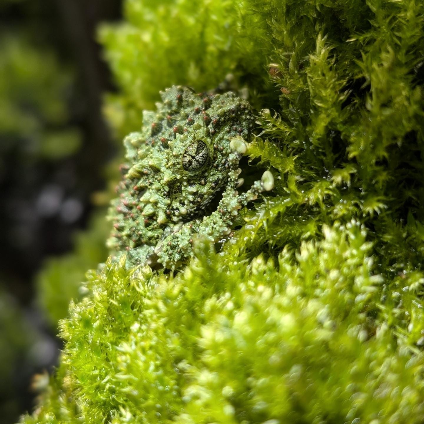 Vietnamese Mossy Frogs- Theloderma corticale