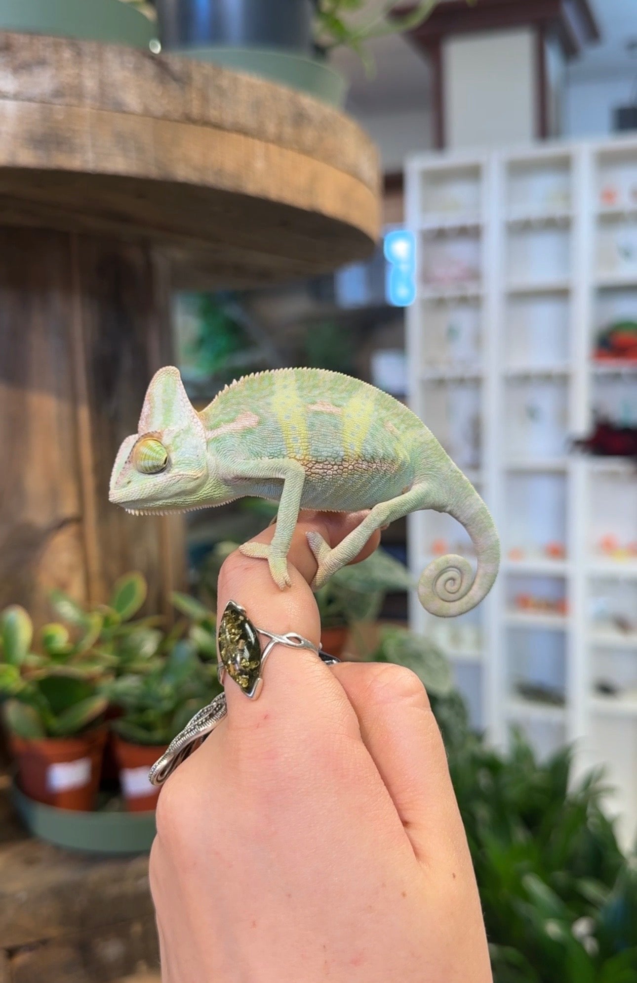 Yemen Chameleon (Male) - Chamaeleo calyptratus
