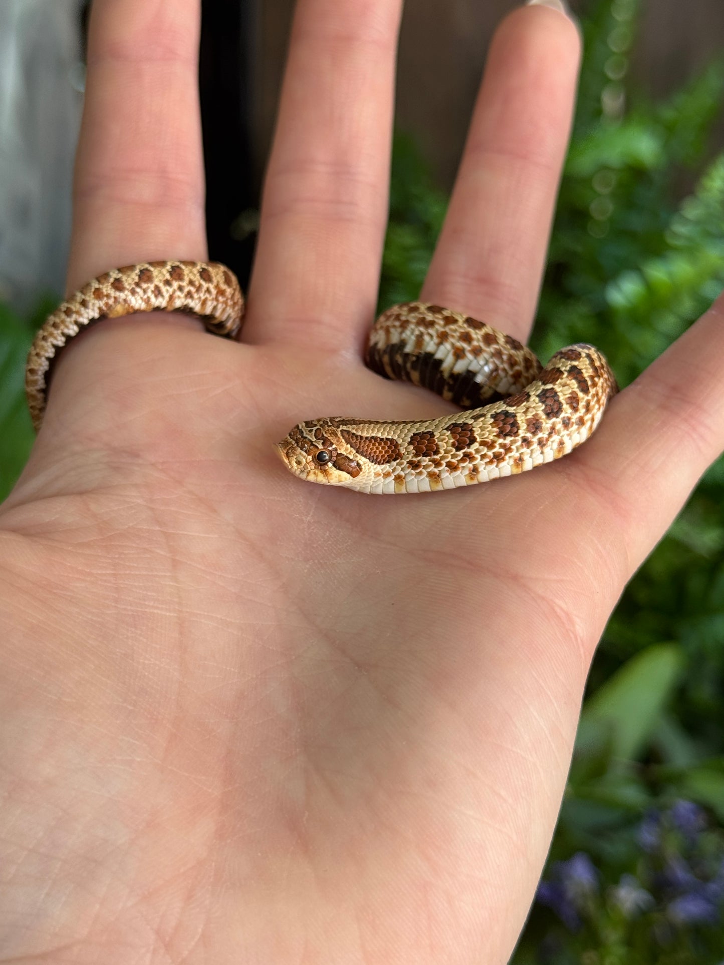 CB Western Hognose (Possible het PPA) - Heterodon nasicus