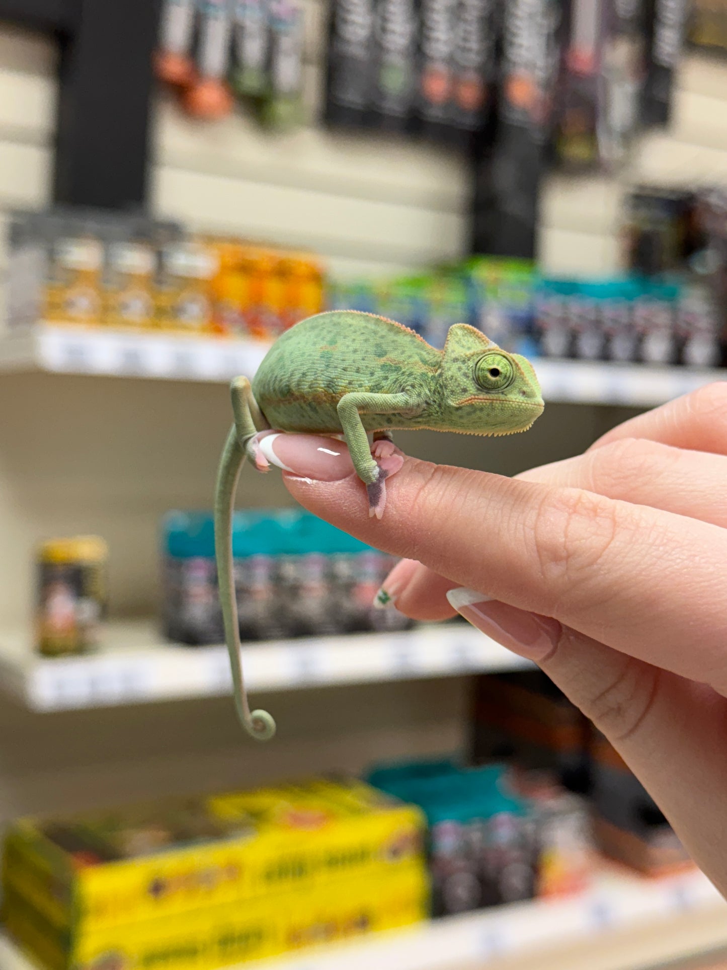 Low Pied Yemen Chameleon - Chamaeleo calyptratus
