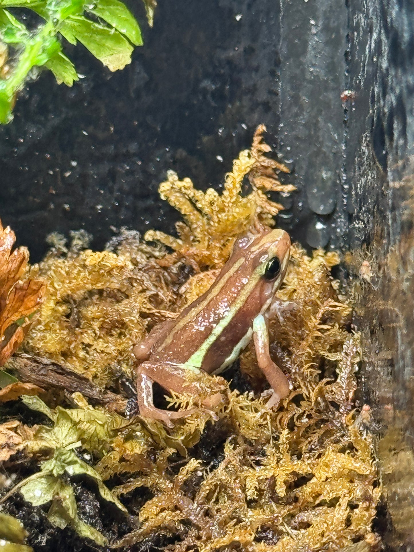 CB25 Anthony's Poison Dart Frog- Epipedobates anthonyi