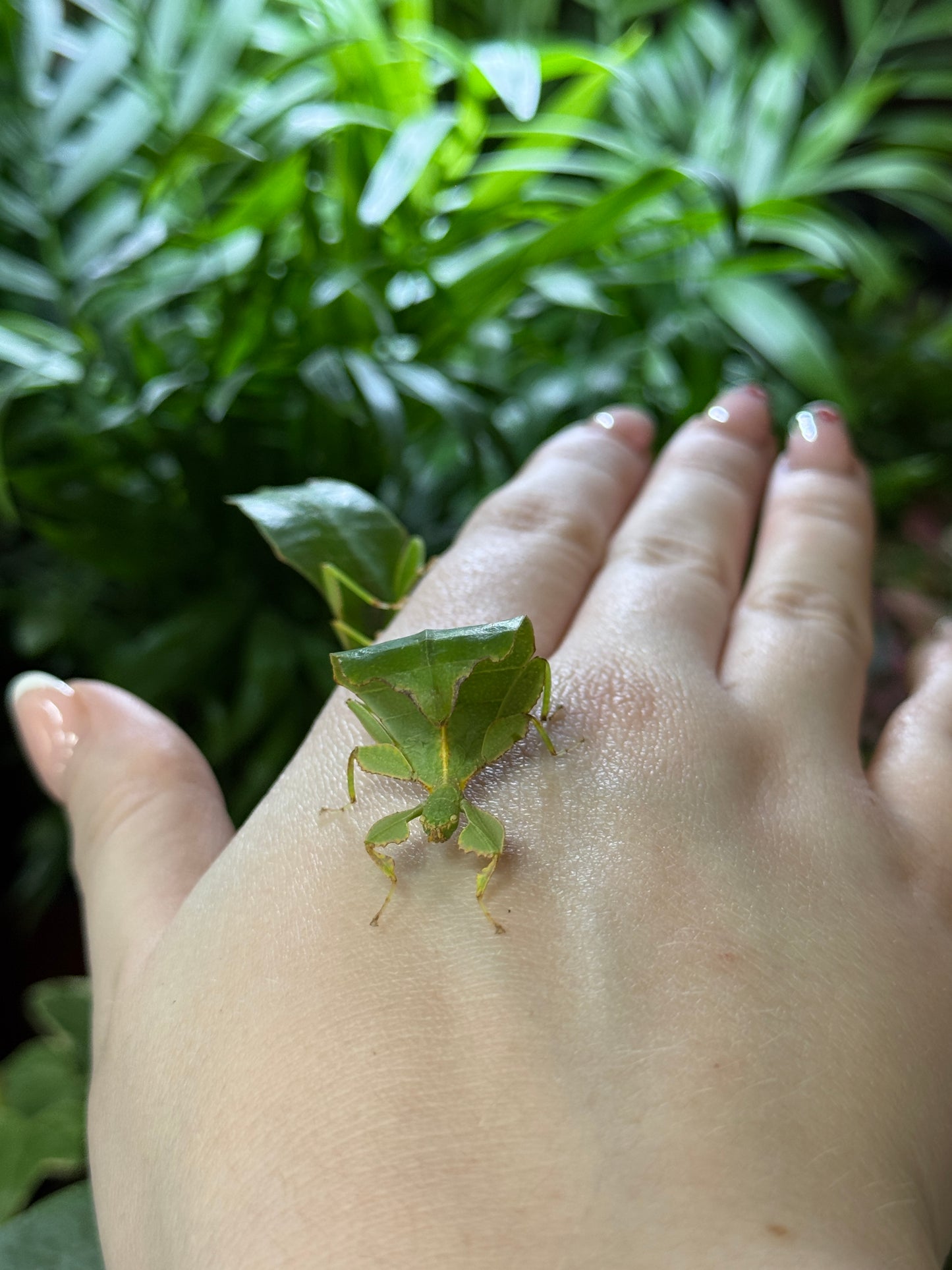 Leaf Insects - Phyllium gantungense