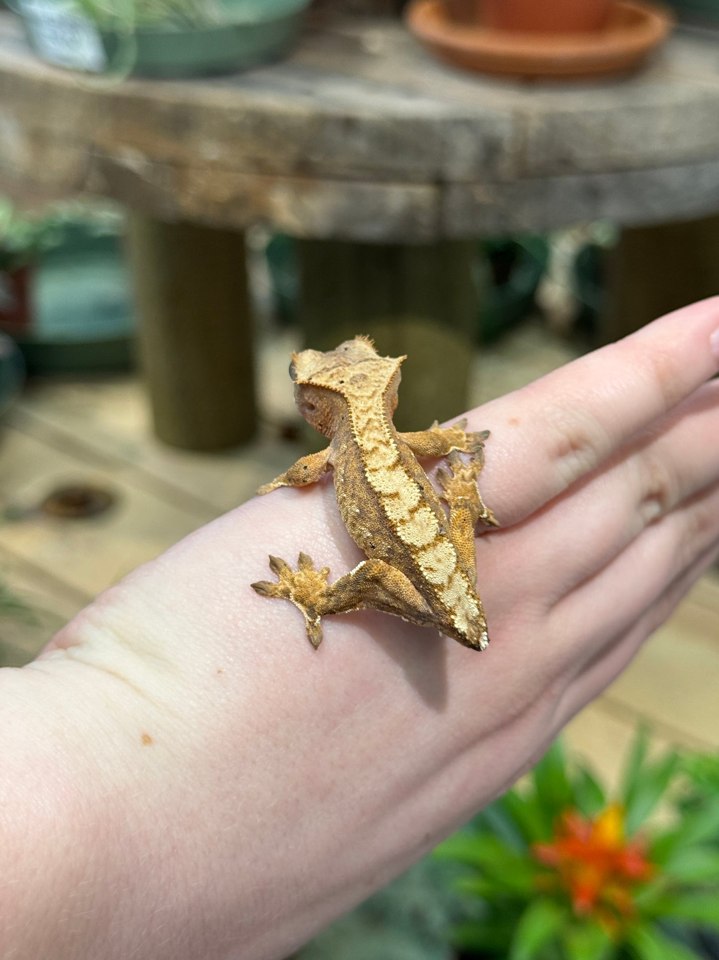 CB25 Frog Butt Crested Gecko (Juvenile) - Correlophus ciliatus