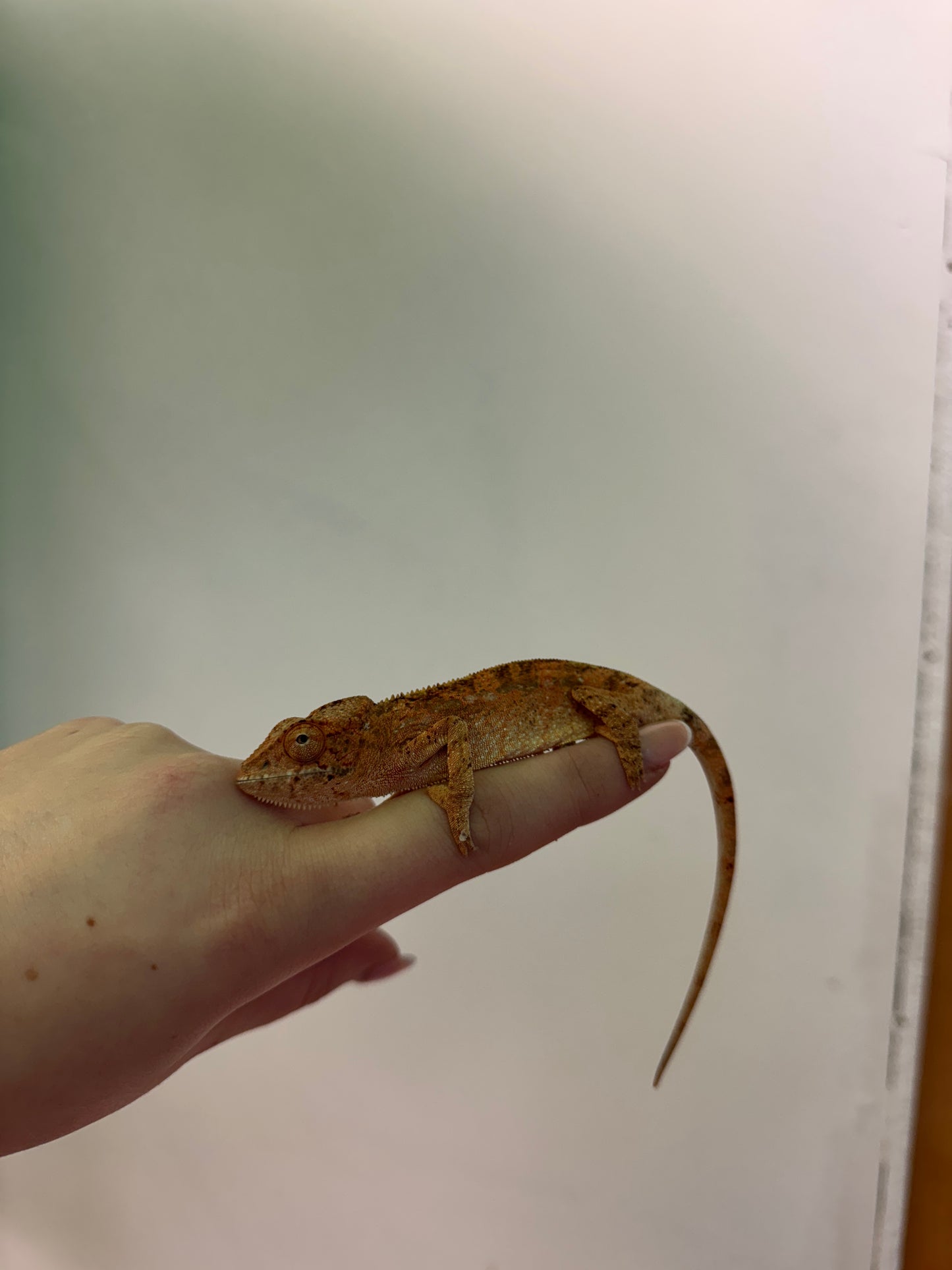 CB Female "Nosy Be" Panther Chameleon