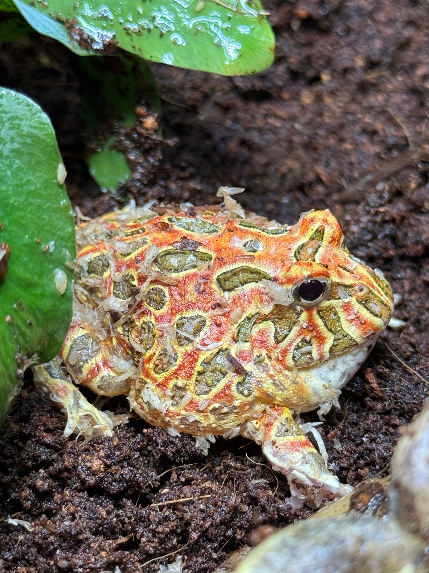 CB25 Red Coffee Horned Frog
