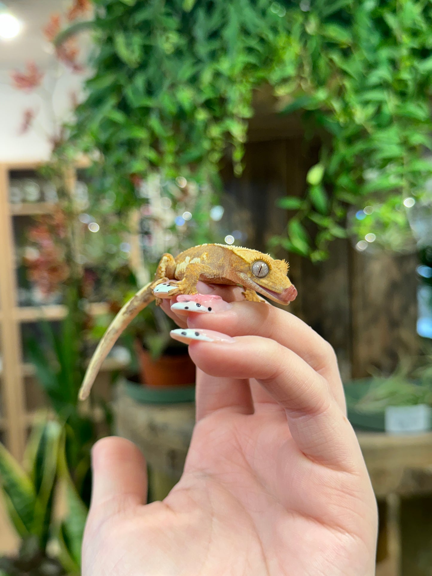 CB25 Lily White Crested Gecko - Correlophus ciliatus