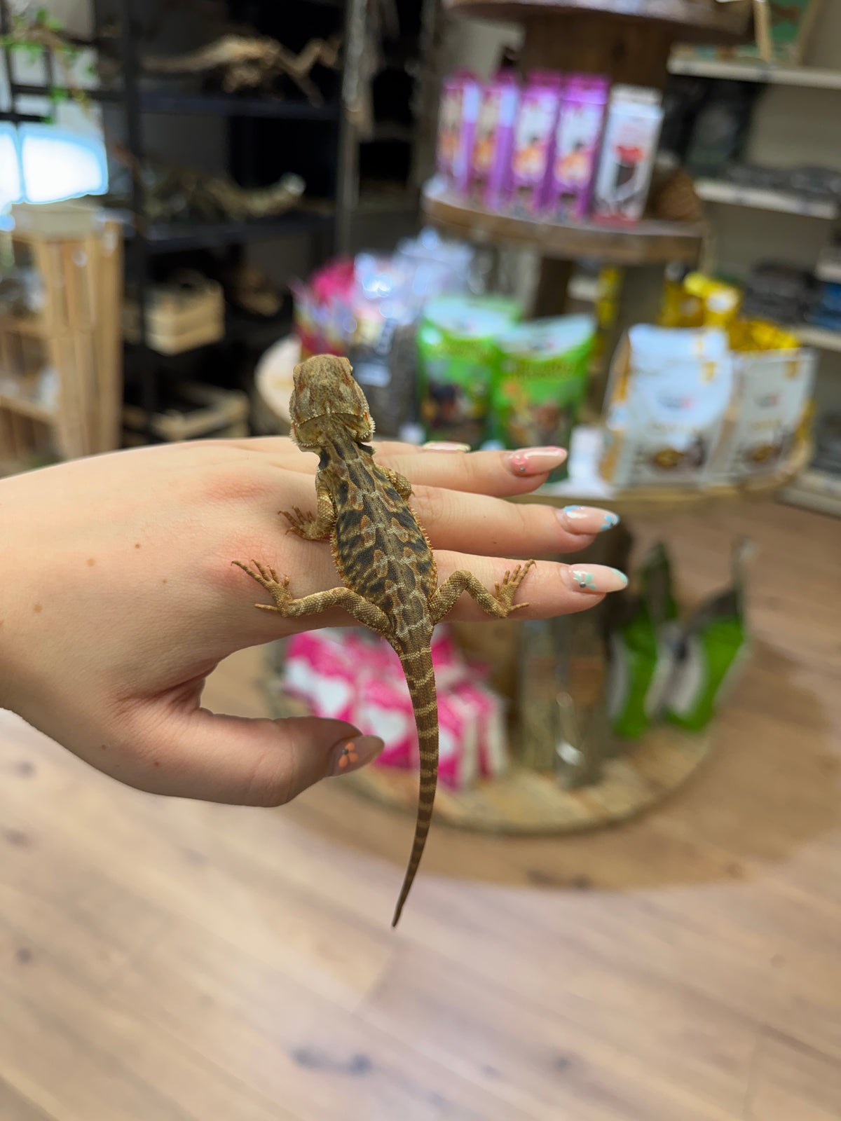 CB26 Bearded Dragon (Mixed Morphs) Pogona vitticeps
