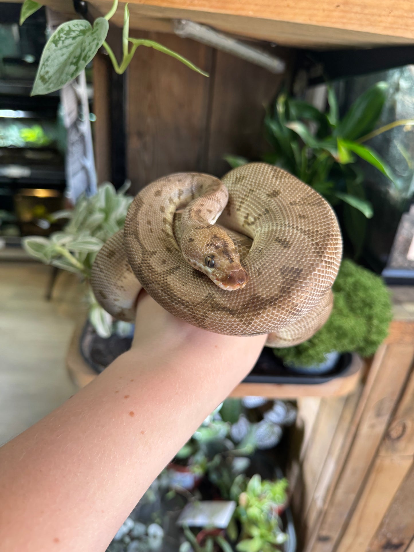 HGV Fire Clown Royal Python (Female)