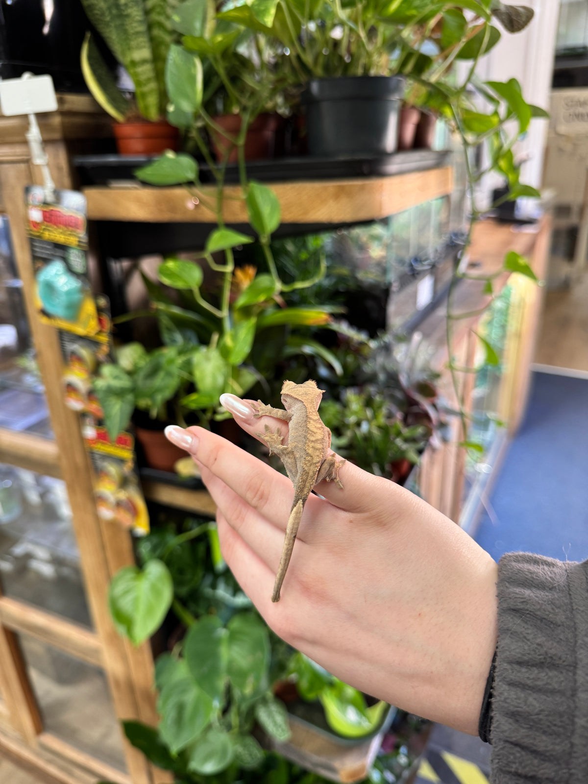 CB26 Crested Gecko (Brindle) - Correllophus cilliatus