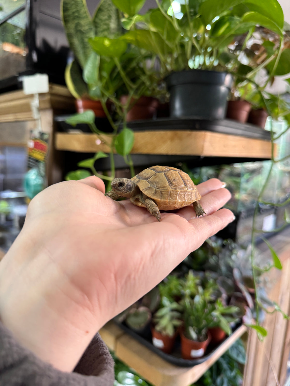 CB25 Spur Thigh Tortoise - Testudo gracea iberia