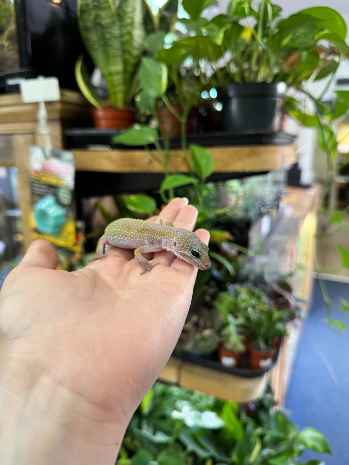 CB Leopard gecko (Leucistic) - Eublepharis macularius