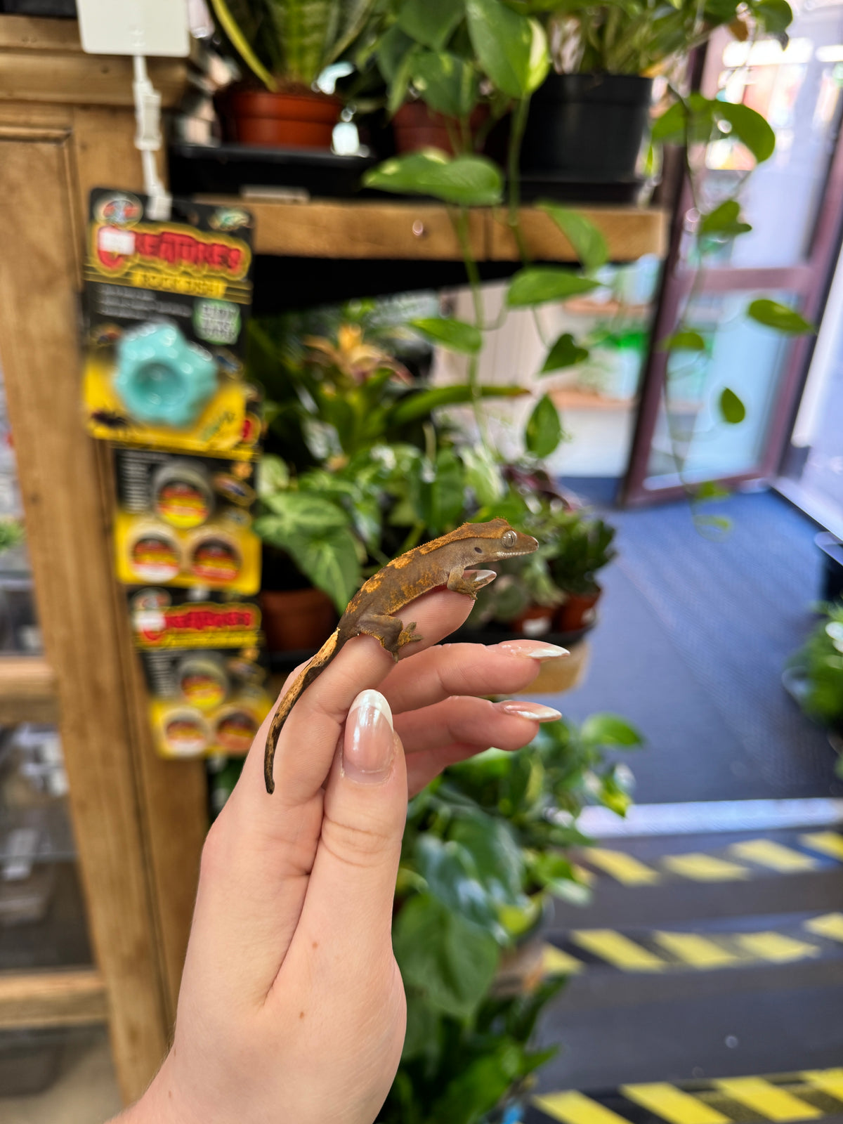 CB26 Crested Gecko (Flame) Correlophus ciliatus