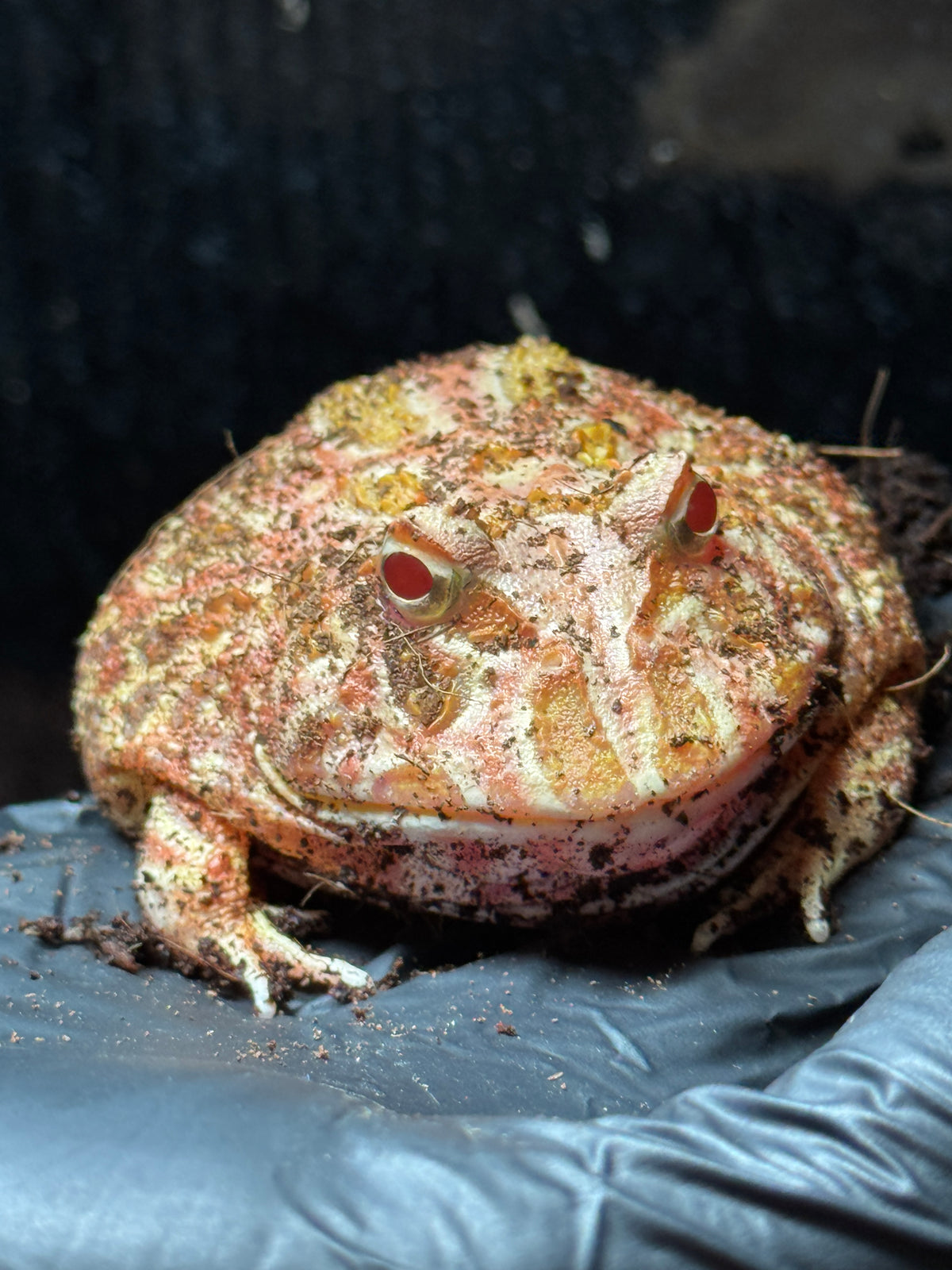 CB Strawberry Horned Frog - Ceratophyrus cranwelli