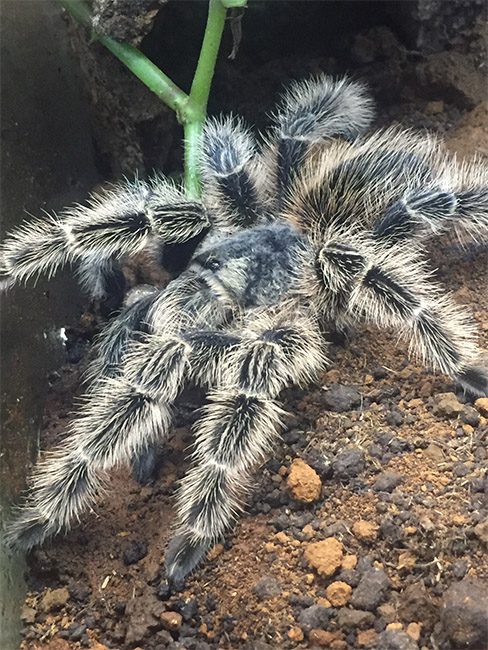 Lasidora subcanens Silver Birdeater (1cm)