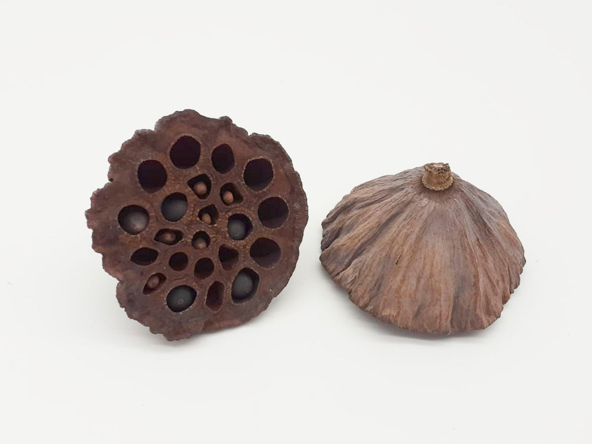 Bio Herp Lotus Pods x 2